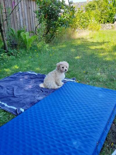 Hundetreffen-Welpentreffen-Bild