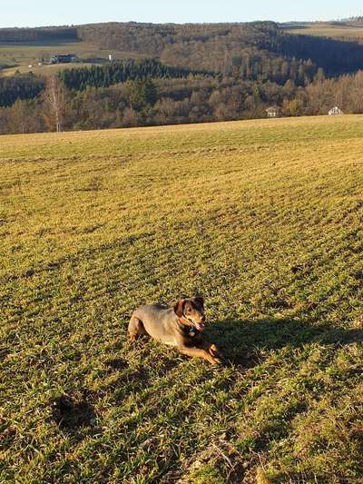 Hundetreffen-Spiel-und Gassitreffen-Bild