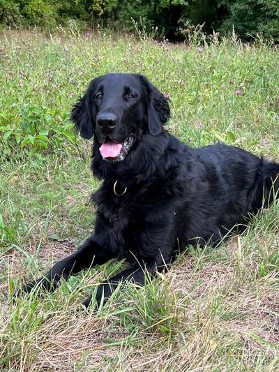 Flat Coated Retriever-Beitrag-Bild