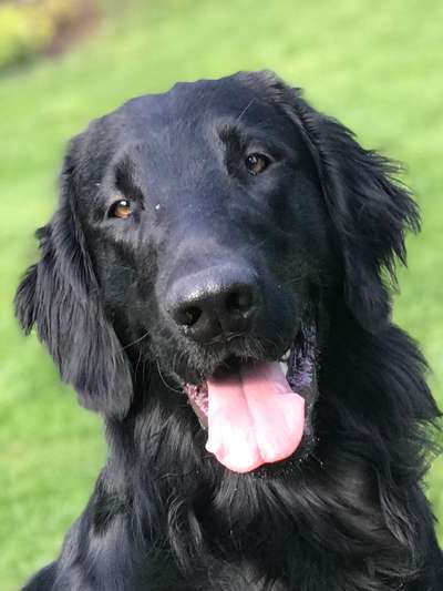 Wie heißt dein Hund?-Beitrag-Bild