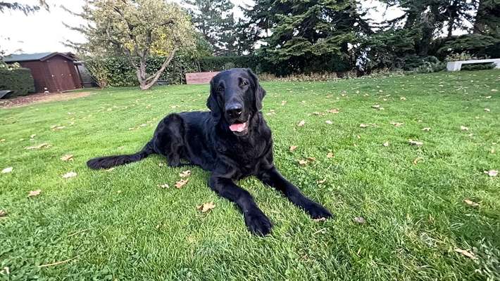 Flat Coated Retriever-Beitrag-Bild
