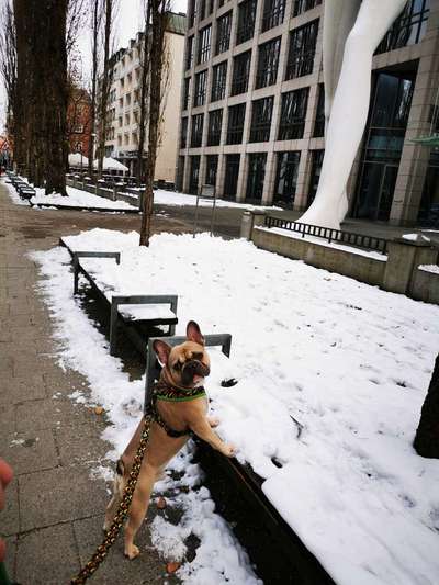 Französische Bulldoggen-Beitrag-Bild