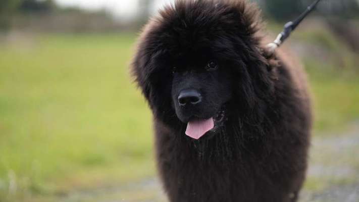 Neufundländer Freunde!-Beitrag-Bild