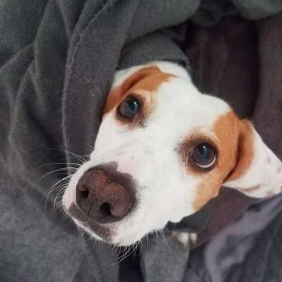 Hundetreffen-Suche Betreuung mit Erfahrung-Profilbild