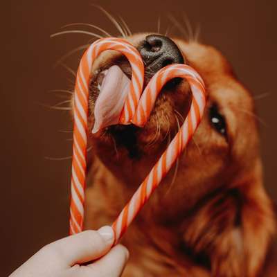 aktuelles Foto Gruppe Golden Retriever