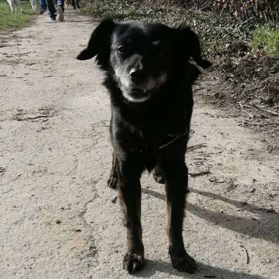 Hundetreffen-Mia sucht nette Spaziergangsbegleier /Porz-Bild