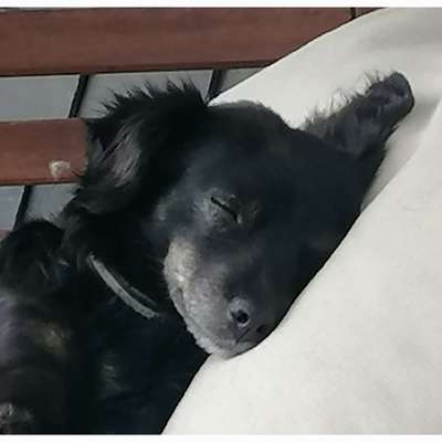 Hundetreffen-Hundebuddys gesucht-Bild