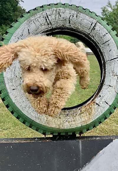 61. Handyfotochallenge - der springende Hund-Beitrag-Bild