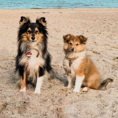 Hundetreffen-Sheltie Spielrunde/Gassirunde-Bild