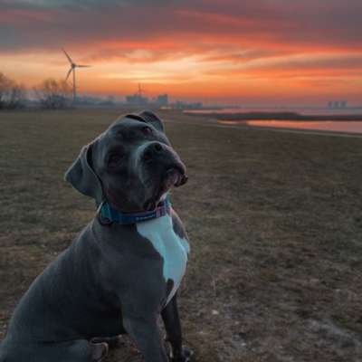 Hundetreffen-Spiel und Spaß-Profilbild