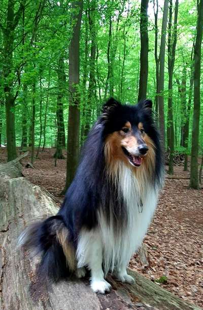 Wald Bild-Beitrag-Bild