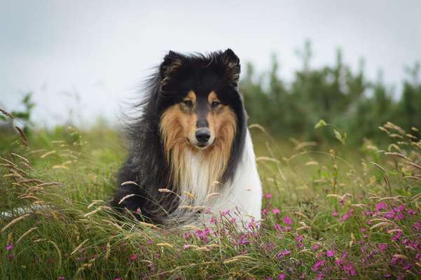 Collies -wo seid ihr?-Beitrag-Bild