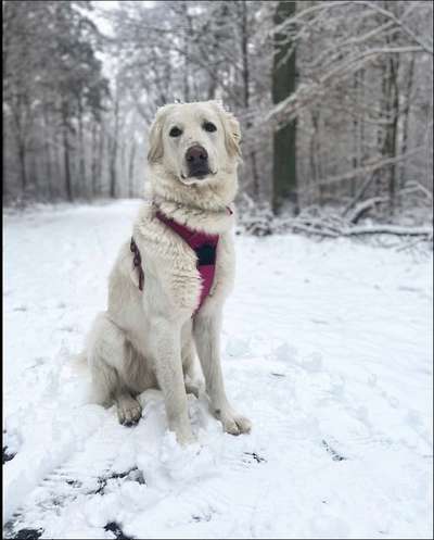 Hundetreffen-Halva Sucht Freunde!-Bild