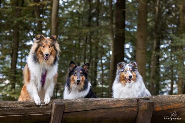 Hundetreffen-Gassitreffen/Trainingspaziergängw-Bild