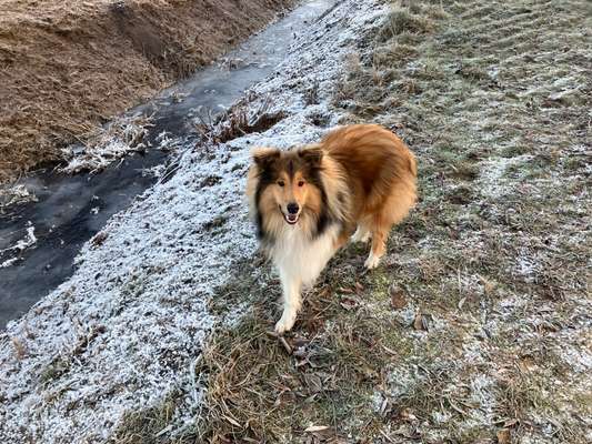 Collies gesucht-Beitrag-Bild