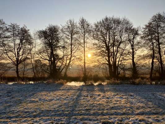 Collies gesucht-Beitrag-Bild
