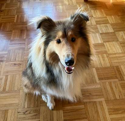 Collies gesucht-Beitrag-Bild