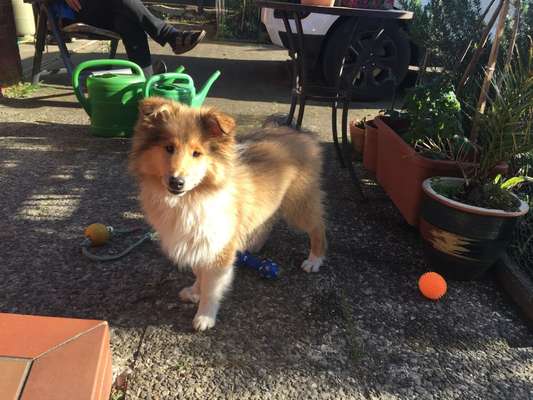 Collies gesucht-Beitrag-Bild