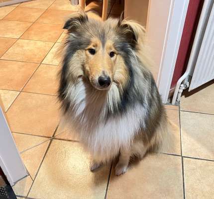 Collies gesucht-Beitrag-Bild