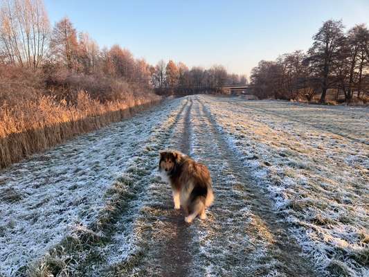 Collies gesucht-Beitrag-Bild