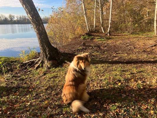 Collies gesucht-Beitrag-Bild