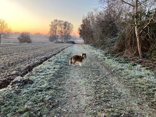 Collies gesucht-Beitrag-Bild
