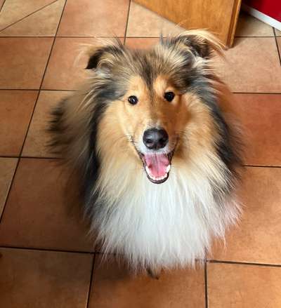 Collies gesucht-Beitrag-Bild