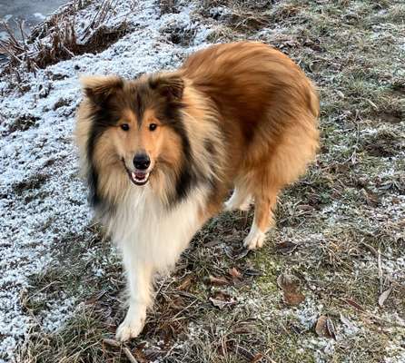 Langhaar Collies-Beitrag-Bild