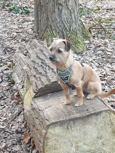 Mischlingshunde Foto Aufruf-Beitrag-Bild