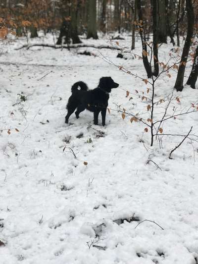Mudi - Gibt es hier noch weitere ungarische Paprikas?-Beitrag-Bild