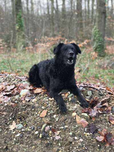 Mudi - Gibt es hier noch weitere ungarische Paprikas?-Beitrag-Bild