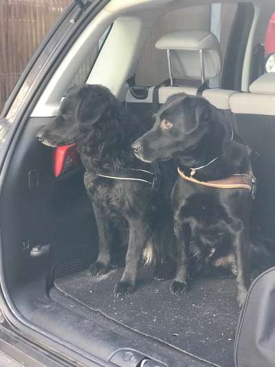 Mudi - Gibt es hier noch weitere ungarische Paprikas?-Beitrag-Bild