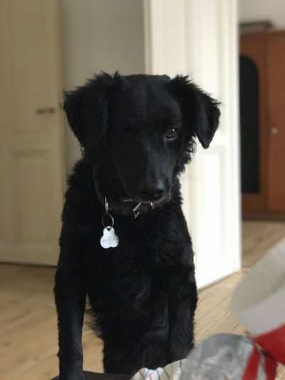 Mudi - Gibt es hier noch weitere ungarische Paprikas?-Beitrag-Bild