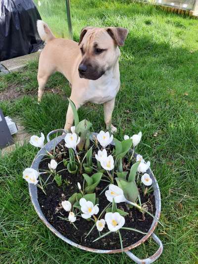 Die Dogorama Kalender Challenge Teil 3/4-Beitrag-Bild