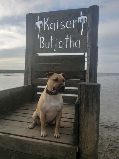 Die Dogorama Wochen Challenge: “Dein Hund im Urlaub”-Beitrag-Bild