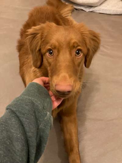 Nova Scotia Duck Tolling Retriever-Beitrag-Bild