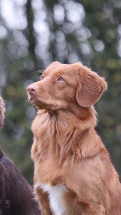 Nova Scotia Duck Tolling Retriever-Beitrag-Bild