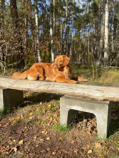 Hundetreffen-Private Social Walk Gruppe Göttingen und Umgebung-Bild
