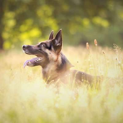 Hundetreffen-Hundetreffen-Bild