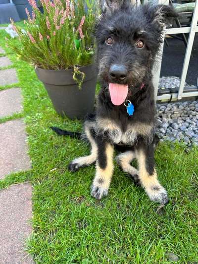 Welpen Bilder !-Beitrag-Bild