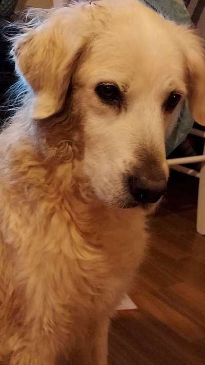 Wo sind die Golden Retriever Liebhaber?-Beitrag-Bild