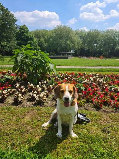 Hundeauslaufgebiet-Meidericher Stadtpark-Bild