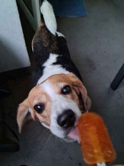 Heute gibt es.....der "ich mach die Leckerlis-Selber-Thread"-Beitrag-Bild