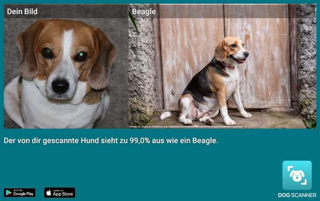 Hunderasse gesucht-Beitrag-Bild