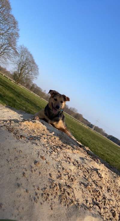 Mischlingshunde Foto Aufruf-Beitrag-Bild