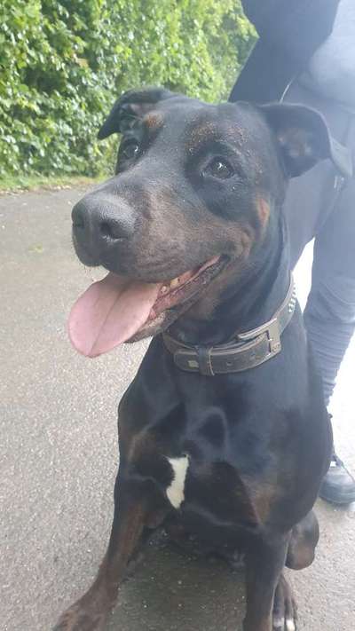 Wie "jung" haben sich eure Hunde gehalten ?-Beitrag-Bild