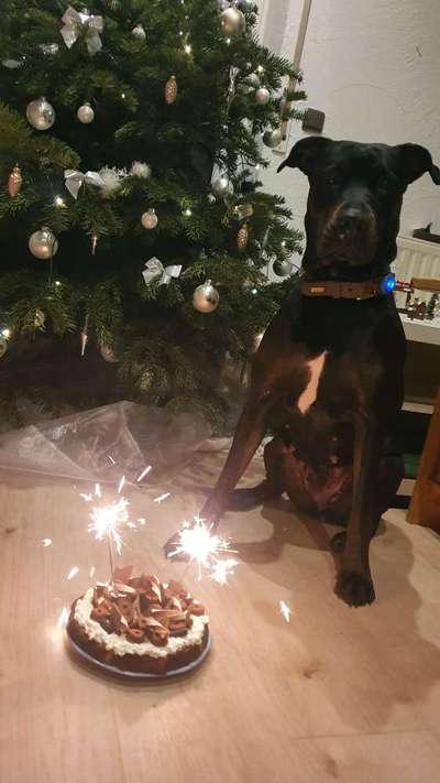 Welche Hunderasse-Beitrag-Bild