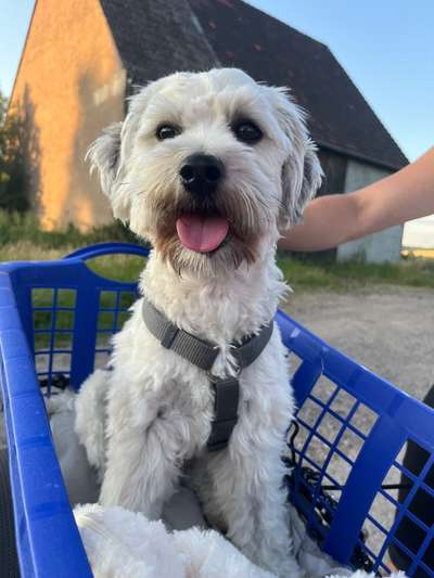 Hundetreffen-Junghund Treffen-Bild