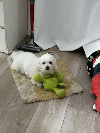 Hundekontakt an der Leine?-Beitrag-Bild