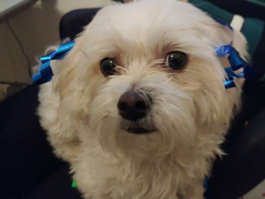 Hundekontakt an der Leine?-Beitrag-Bild